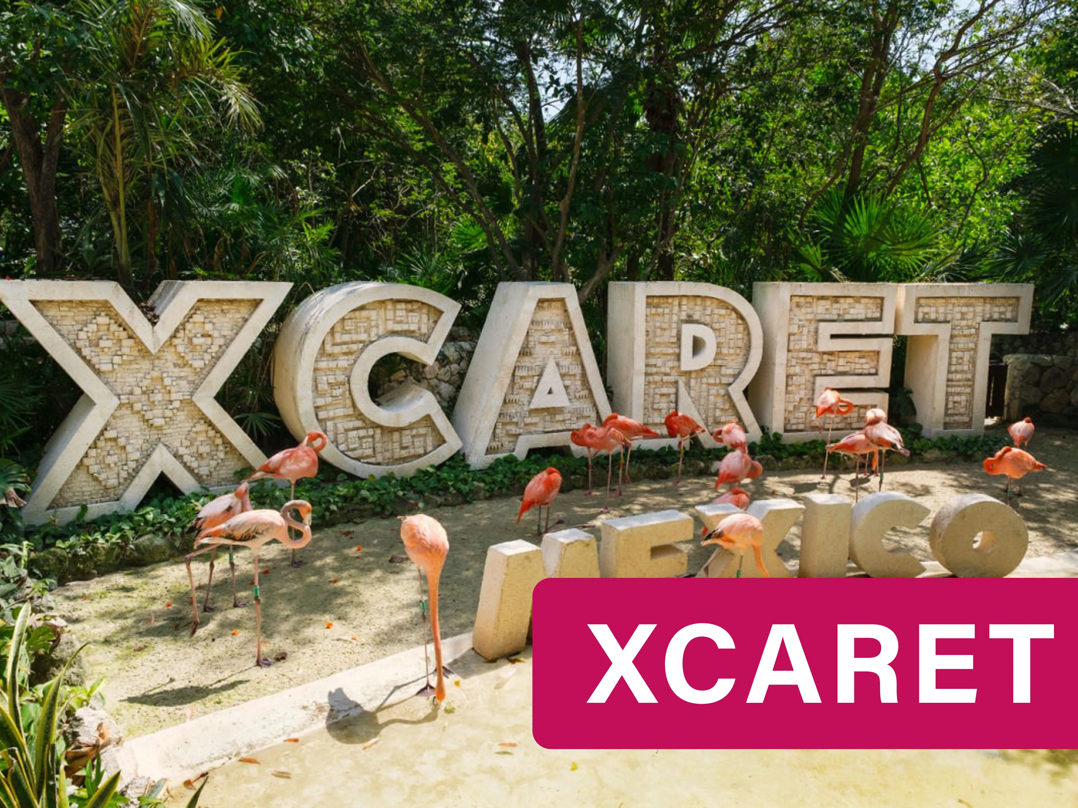 Flamingos walking around stone letters that spell XCARET